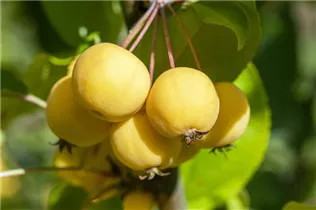 Malus 'Wintergold' - Zierapfel 'Wintergold'