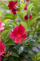 Mandevilla sanderi 'Rio Deep Red' - Dipladenia 'Rio Deep Red'