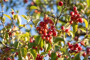 Malus x zumi - Zierapfel Malus x zumi - Zierapfel