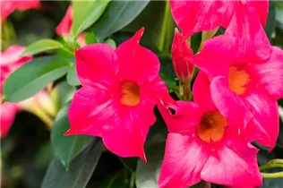 Mandevilla sanderi 'Sundaville® Pink' - Dipladenia 'Sundaville® Pink' Mandevilla sanderi 'Sundaville® Pink' - Dipladenia 'Sundaville® Pink'