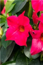 Mandevilla sanderi 'Sundaville® Pink' - Dipladenia 'Sundaville® Pink' Mandevilla sanderi 'Sundaville® Pink' - Dipladenia 'Sundaville® Pink'