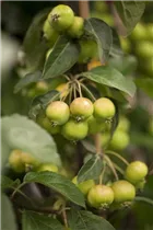Malus x zumi 'Golden Hornet' - Zierapfel 'Golden Hornet'