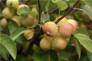 Malus x zumi 'Golden Hornet' - Zierapfel 'Golden Hornet'