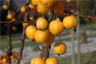 Malus x zumi 'Golden Hornet' - Zierapfel 'Golden Hornet'