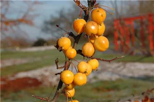 Malus x zumi 'Golden Hornet' - Zierapfel 'Golden Hornet'