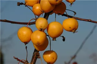 Malus x zumi 'Golden Hornet' - Zierapfel 'Golden Hornet'
