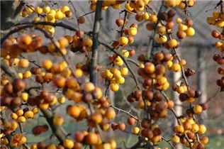 Malus x zumi 'Golden Hornet' - Zierapfel 'Golden Hornet'
