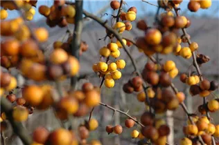 Malus x zumi 'Golden Hornet' - Zierapfel 'Golden Hornet'
