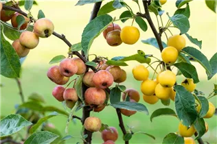 Malus x zumi 'Golden Hornet' - Zierapfel 'Golden Hornet'