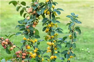 Malus x zumi 'Golden Hornet' - Zierapfel 'Golden Hornet'