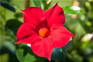 Mandevilla sanderi 'Sundaville® Red' - Dipladenia Mandevilla sanderi 'Sundaville® Red' - Dipladenia