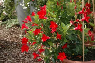 Mandevilla sanderi 'Sundaville® Red' - Dipladenia Mandevilla sanderi 'Sundaville® Red' - Dipladenia