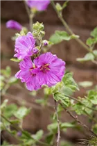 Malva moschata - Moschus-Malve Malva moschata - Moschus-Malve
