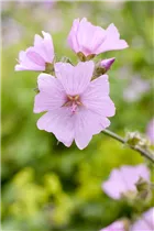 Malva moschata - Moschus-Malve Malva moschata - Moschus-Malve