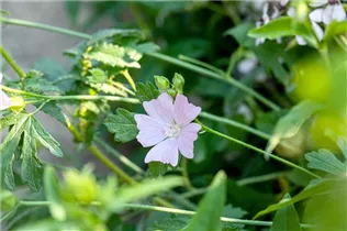 Malva moschata - Moschus-Malve Malva moschata - Moschus-Malve