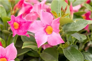 Mandevilla x amabilis 'Alice du Pont' - Mandevilla 'Alice du Pont'