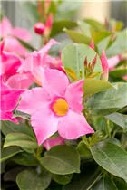 Mandevilla x amabilis 'Alice du Pont' - Mandevilla 'Alice du Pont'