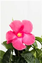 Mandevilla x amabilis 'Alice du Pont' - Mandevilla 'Alice du Pont'