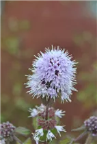 Mentha aquatica - Bach-Minze Mentha aquatica - Bach-Minze