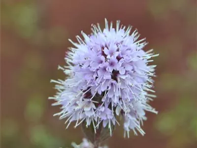 Mentha aquatica - Bach-Minze Mentha aquatica - Bach-Minze