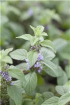Mentha arvensis 'Banana' - Bananen-Minze 'Banana'
