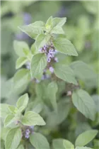 Mentha arvensis 'Banana' - Bananen-Minze 'Banana'