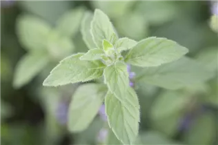 Mentha arvensis 'Banana' - Bananen-Minze 'Banana'