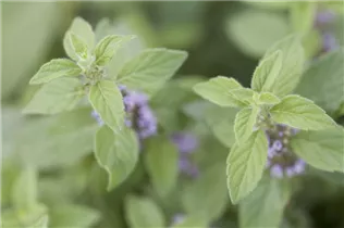 Mentha arvensis 'Banana' - Bananen-Minze 'Banana'