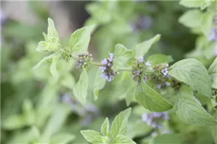 Mentha arvensis 'Banana' - Bananen-Minze 'Banana'