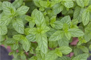 Mentha spicata - Ährige Minze Mentha spicata - Ährige Minze