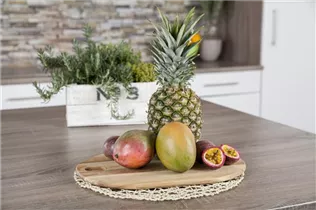 Mangifera indica - Mango-Baum