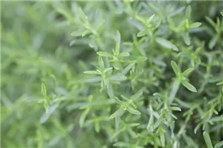 Mentha cervina - Mediterrane Minze Mentha cervina - Mediterrane Minze