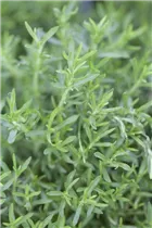 Mentha cervina - Mediterrane Minze Mentha cervina - Mediterrane Minze