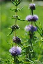 Mentha cervina - Mediterrane Minze Mentha cervina - Mediterrane Minze
