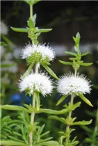 Mentha cervina 'Alba' - Garten-Minze 'Alba' Mentha cervina 'Alba' - Garten-Minze 'Alba'