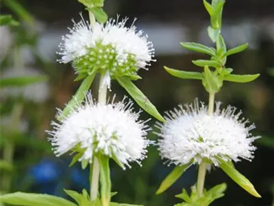 Mentha cervina 'Alba' - Garten-Minze 'Alba' Mentha cervina 'Alba' - Garten-Minze 'Alba'