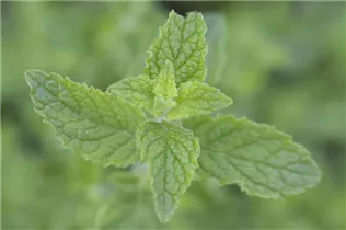 Mentha 'Erdbeere' - Erdbeer-Minze