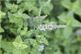 Mentha 'Erdbeere' - Erdbeer-Minze
