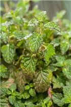 Mentha 'Erdbeere' - Erdbeer-Minze