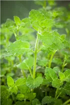 Mentha 'Erdbeere' - Erdbeer-Minze