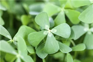 Marsilea vestita - Wasserklee