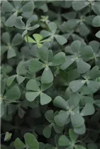 Marsilea vestita - Wasserklee