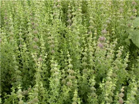 Mentha pulegium - Polei-Minze