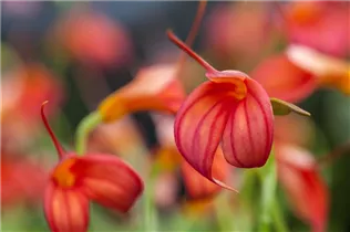 Masdevallia ignea - Masdevallie
