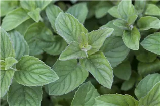 Mentha species 'Hillary´s Sweet Lemon' - Süße Limonen-Minze