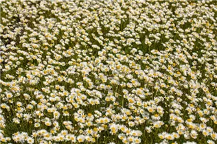 Matricaria caucasica - Kaukasische Scheinkamille Matricaria caucasica - Kaukasische Scheinkamille