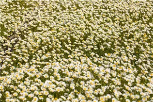 Matricaria caucasica - Kaukasische Scheinkamille Matricaria caucasica - Kaukasische Scheinkamille