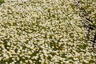 Matricaria caucasica - Kaukasische Scheinkamille Matricaria caucasica - Kaukasische Scheinkamille