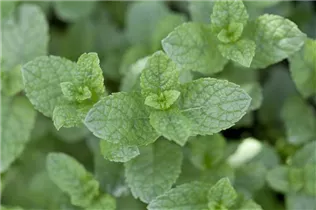 Mentha spicata - Ährige Minze Mentha spicata - Ährige Minze
