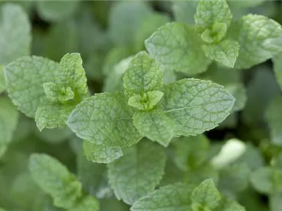 Mentha spicata - Ährige Minze Mentha spicata - Ährige Minze